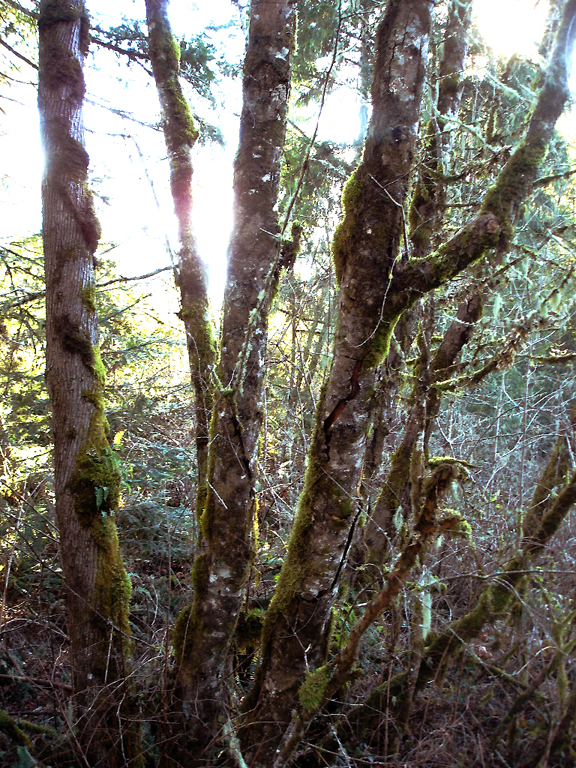 land-creek-trees.jpg